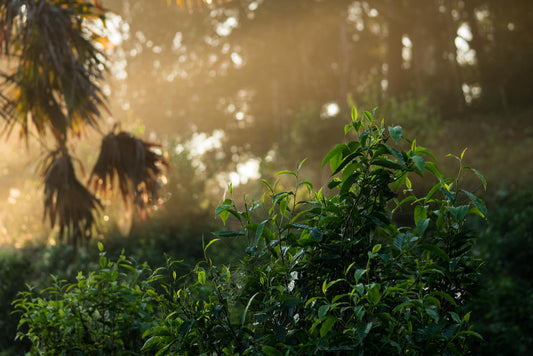 Launch of Monteaco Singapore: Sipping Sustainability - A Journey into Northern Thailand's Tea Wonderland